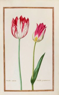 Tulips, Historical, digitally enhanced reproduction from Theatrum florae (1624) by Daniel Rabel