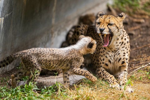 Cheetah (Acinonyx jubatus) mother with her youngster, captive, occurrence Africa