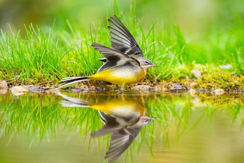 Grey Wagtail (Motacilla cinerea) hunting at a little lake in a swamp, wildlife, Germany