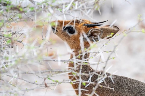 Damara dik-dik or kirk dik-dik (Madoqua kirkii), adult animal in the undergrowth, Etosha National
