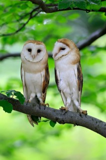 Barn owl (Tyto alba), adult, pair, vigilant, on tree, in summer, Šumava, Czech Republic