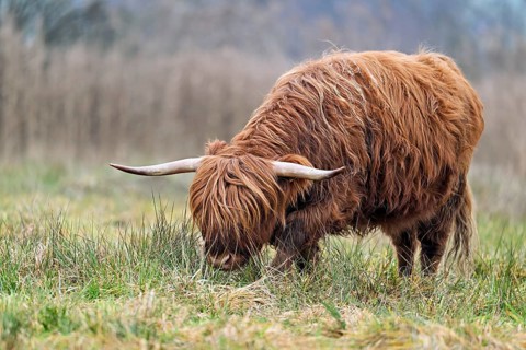 Highland cattle (Bos taurus), adult animal standing in a meadow, Reussspitz nature reserve,