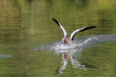 An adult greylag goose (Anser anser) lands on a lake on a sunny day. Bavaria, Germany