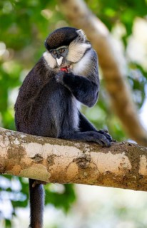 Red-tailed guenon or Congo white-nosed guenon (Cercopithecus ascanius schmidti), sitting on a tree,
