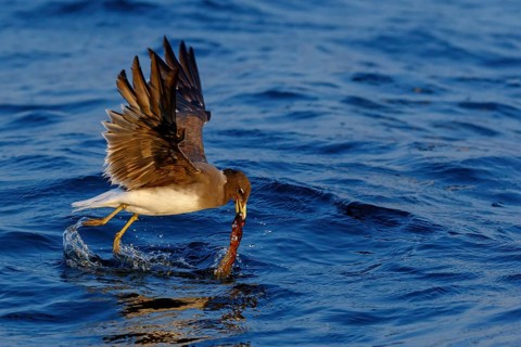 Hemprich's Gull, (Ichthyaetus hemprichii), (Larus hemprichii), Fish Eagle Gull Salalah, Off Mirbat,