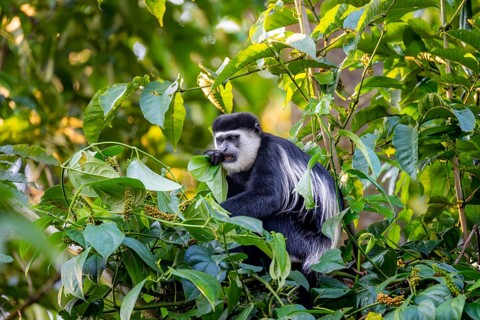 West African guereza or mantelaffe (Colobus guereza occidentalis) eating leaves, Bigodi, Western