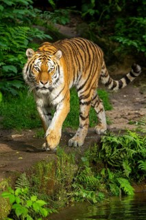 Siberian tiger or Amur tiger (Panthera tigris altaica) walking on the ground, Bavaria, Germany