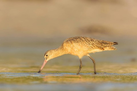 Marbled Godwit (Limosa fedoa) foraging, Florida, USA
