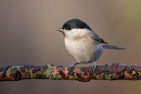 Willow Tit (Poecile montanus) perched on a branch, Lower Saxony, Germany