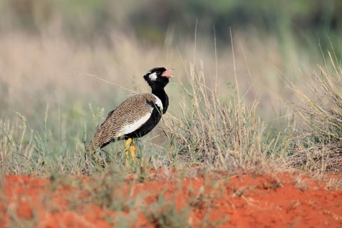 White-winged Bustard (Afrotis afraoides), adult, male, calling, courtship display, Mokala National