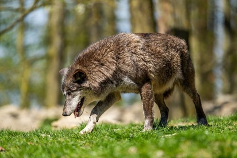 Eastern wolf (Canis lupus lycaon) walking on a meadow, Bavaria, Germany