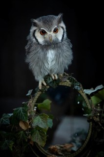 Southern White-faced Owl (Ptilopsis granti) captive, Germany