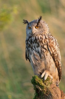 Eurasian Eagle-Owl (Bubo bubo) captive, Schwyz, Switzerland
