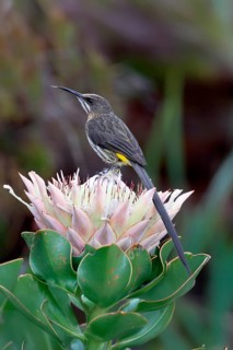 Cape Honeybird (Promerops cafer), adult, male, on flower, Protea, vigilant, Kirstenbosch Botanical