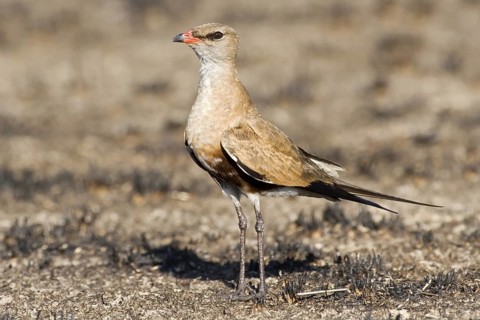 Australian Pratincole (Stiltia isabella), Western Australia, Australia