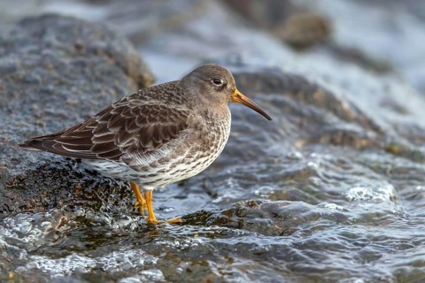 MeerstrandlÃ¤ufer