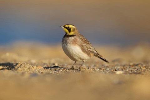 Shore lark or Horned lark (Eremophila alpestris) adult bird on a beach, Suffolk, England, United
