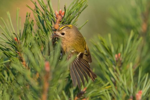 Wintergoldhähnchen, Goldcrest, Regulus regulus, Roitelet huppé, Reyezuelo Sencillo