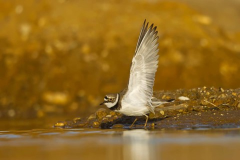 Little Ringed Plover (Charadrius dubius) female foraging, North Rhine-Westphalia, Germany