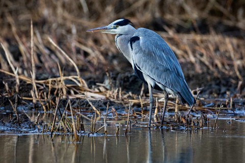 Grey heron (Ardea cinerea) Germany