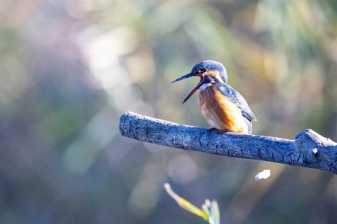 Kingfisher (Alcedo atthis) wbl Germany