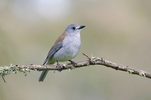 Grey Shrikethrush (Colluricincla harmonica), Victoria, Australia
