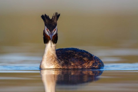 Great Crested Grebe (Podiceps cristatus), North Rhine-Westphalia, Germany