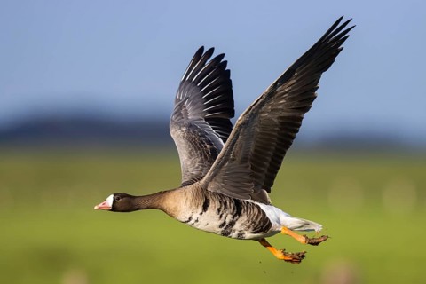 Greater White-fronted Goose (Anser albifrons) flying, North Rhine-Westphalia, Germany
