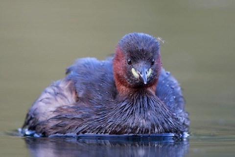 Little Grebe (Tachybaptus ruficollis), North Rhine-Westphalia, Germany