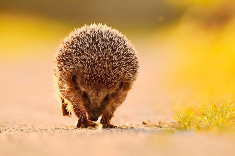 Brown-breasted hedgehog or Western European hedgehog (Erinaceus europaeus), North Rhine-Westphalia,