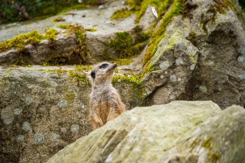 Meerkat (Suricata suricatta) standing between rocks looking around, curious, Germany
