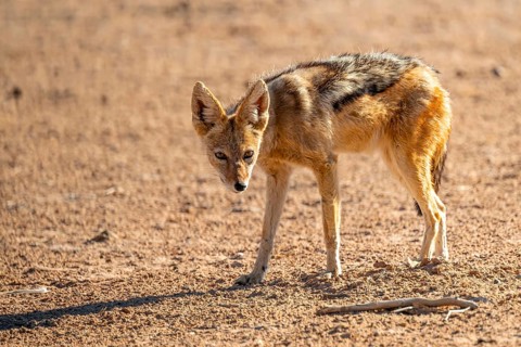Black-backed jackal (Canis mesomelas), Kgalagadi Transfrontier National Park, Northern Cape, South