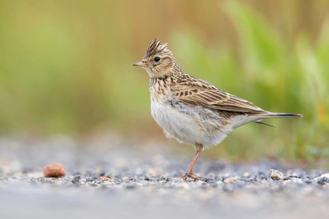 Eurasian Skylark (Alauda arvensis) male perched on the ground, Poland