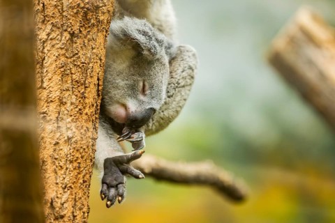 Koala (Phascolarctos cinereus) sitting on a tree, captive, distribution South Australia, Australia,