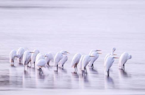 Great White Egret (Ardea alba) many birds are standing in the shallow water zone of a lake in front