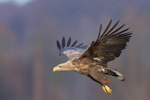 White-tailed eagle, hawk family, animals, birds, birds of prey, (Haliaeetus albicilla), biotope,