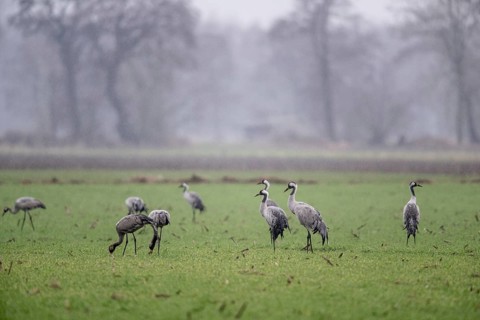 Cranes (Grus grus), Fischerhuder Wümmeniederung, Lower Saxony, Germany