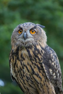Portrait of an Eurasian Eagle Owl, Bubo bubo. Green vegetation in the background