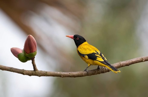 Black-hooded Oriole (Oriolus xanthornus) perched near a red flower, sreepur, Gazipur, bangladesh