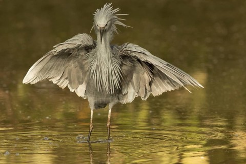 Black Heron (Egretta ardesiaca) foraging, Gambia
