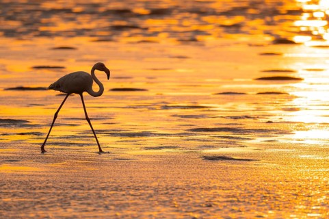 Pink flamingo (Phoenicopterus roseus) against the light, sunset, lagoon at Walfish Bay, Erongo,