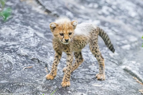Cheetah (Acinonyx jubatus) youngster walking on a rock, captive, occurrence Africa