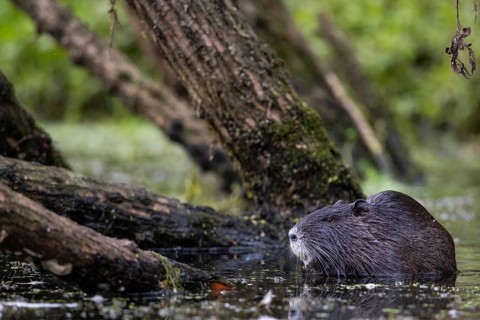 Nutria (Myocastor coypus) in a body of water, Osnabrück, Lower Saxony, Germany
