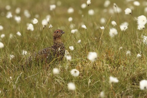 Red Grouse (Lagopus lagopus scotica), Yorkshire Dales, United Kingdom