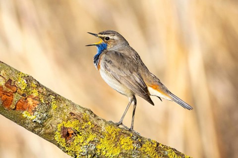 Bluethroat (Luscinia svecica cyanecula) ml Germany