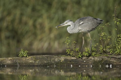 Grey Heron (Ardea cinerea), Saxony, Germany