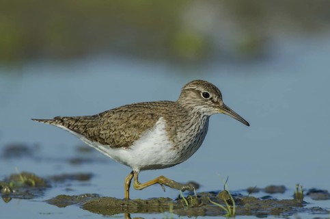 Common Sandpiper (Actitis hypoleucos), Schleswig-Holstein, Germany