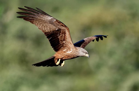 Black Kite (Milvus migrans) in flight, Extremadura, Spain