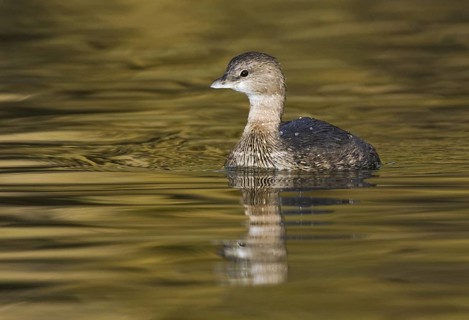 Pied-billed Grebe (Podilymbus podiceps), Arizona, USA