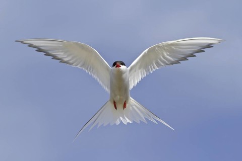 Arctic Tern (Sterna paradisaea) flying, Manitoba, Canada